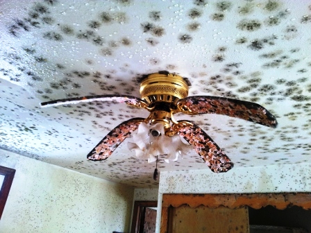 Mold Growing on Fan - Sad Fan