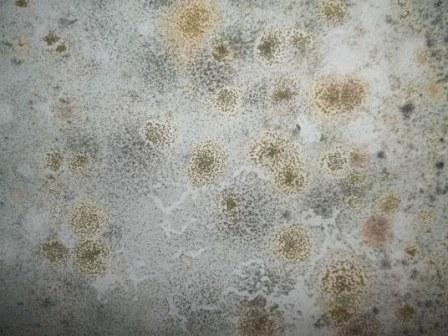 Mold on Wall